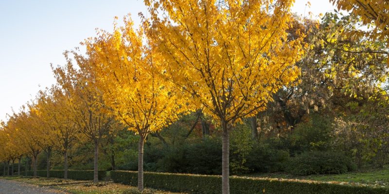 Rombergpark Dortmund